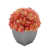 Corail