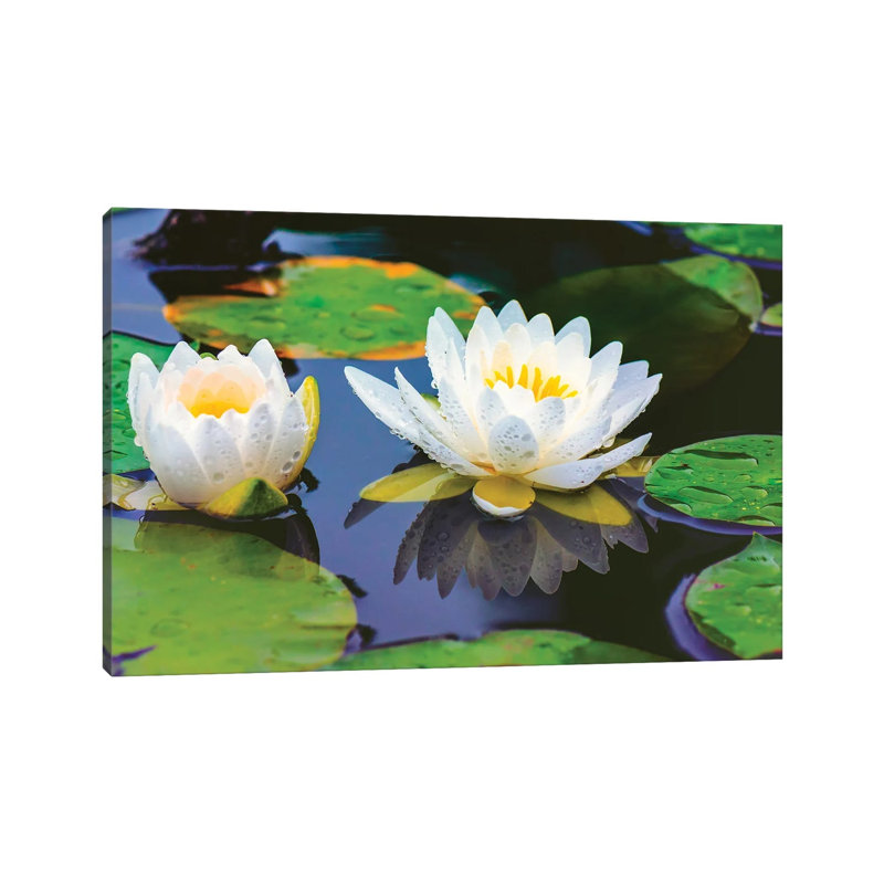 Lovely Lilly by David Gardiner - Wrapped Canvas Print, 8"H x 12"W