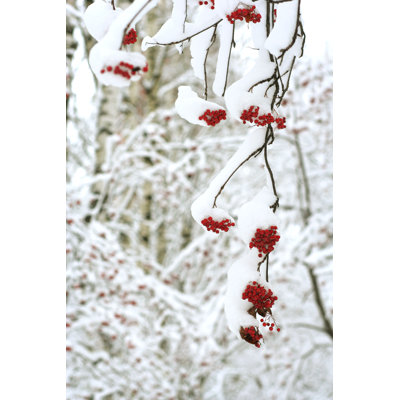 Snow covered rowanberry