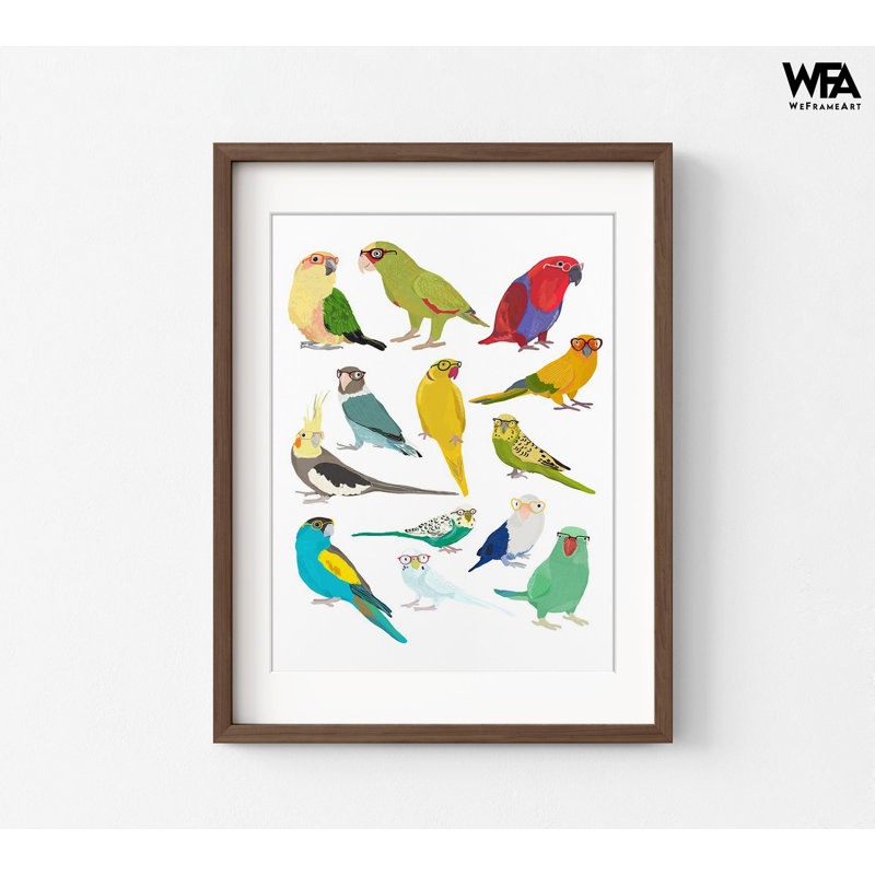 Affiche mignonne de perruche, idée d'écriture de Moluccan Eclectus, impression d'affiche pour petit perroquet conure