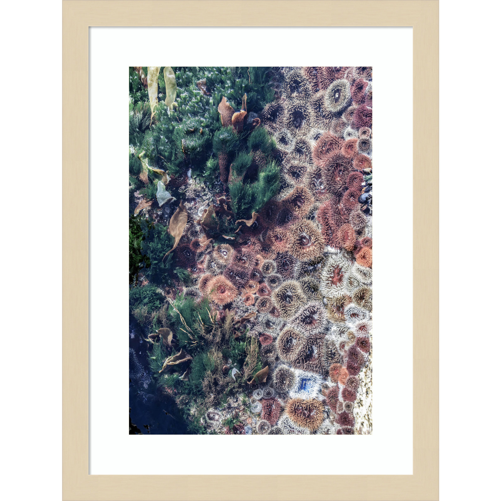 Daisey "Ocean Curiosities" Print, Brown, 17" H x 13" W