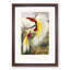 Two Birds of Paradise by Benjamin Fawcett - Picture Frame Painting Print-55777838-55777835
