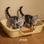 Litière pour chat Jumbo-1203616671