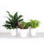 Plant in Pot-898924730