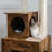 Eluned 110.2'' H Cat Tree