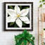 " Midnight Magnolia I "-62727054-62727055