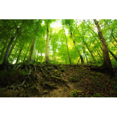 Diep Roots Of Tree In The Forest - Wrapped Canvas Print