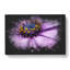 Pollen Of A Purple Gerbera Flower - Wrapped Canvas-56647328