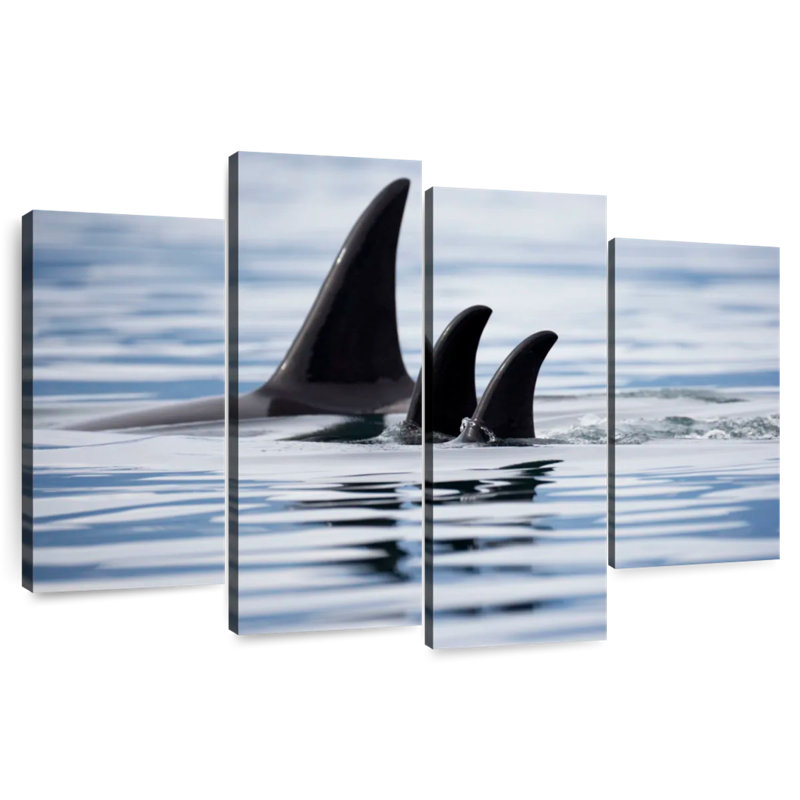 Brampt Killer Whale Fins, 22" H x 36" W
