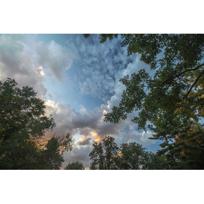 Trees in the Evening - Photographie sur toile tendue