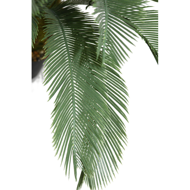 Panama Cycad Tree in Planter