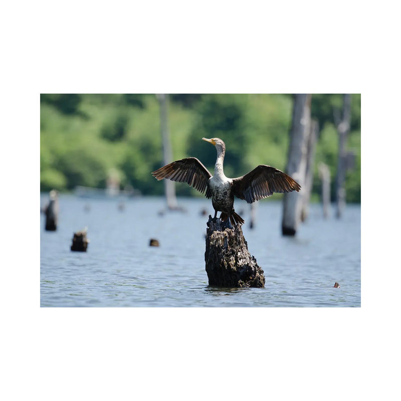 Airing It Out by David Gardiner - Wrapped Canvas Print, Wrapped Canvas, 66.04 cm H x 45.72 cm W x 3.175 cm D