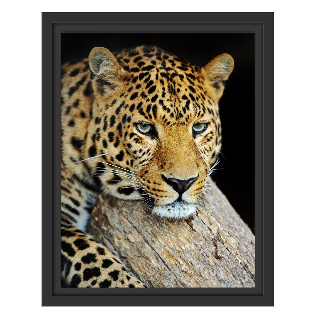 Gerahmtes Wandbild Ruhiger Leopard