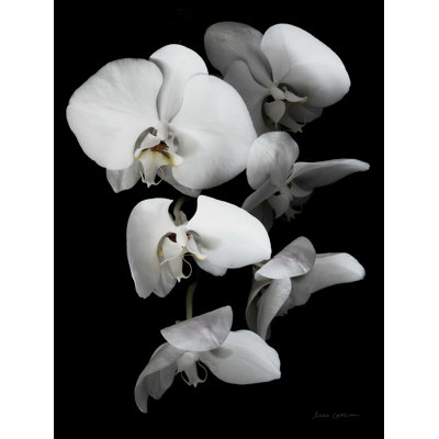 " White Orchid III " by Elise Catterall