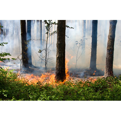 Photographie sur toile d'un feu de forêt de Khaelyn