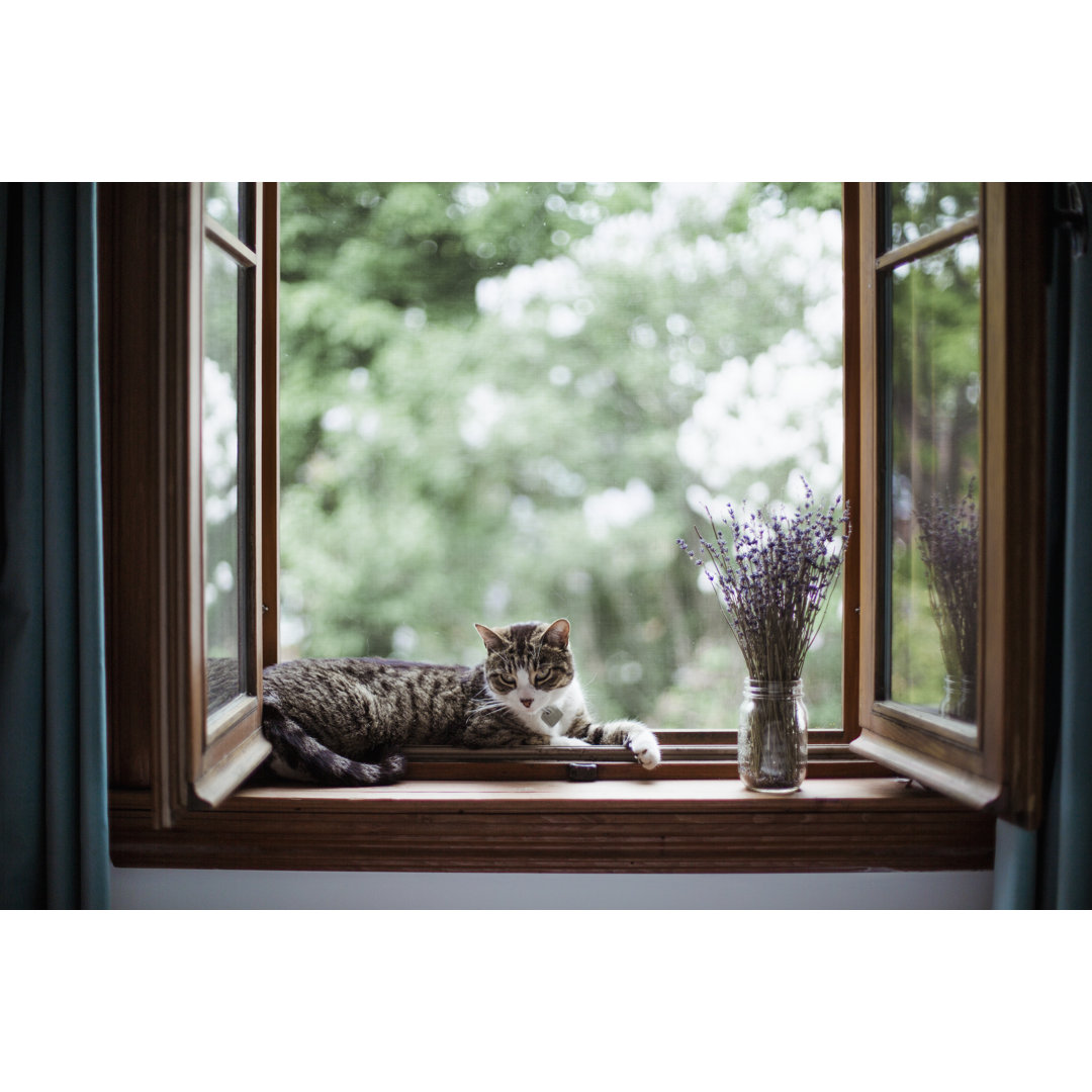 Eine Katze, die am Fenster liegt von Linda Raymond - Drucken