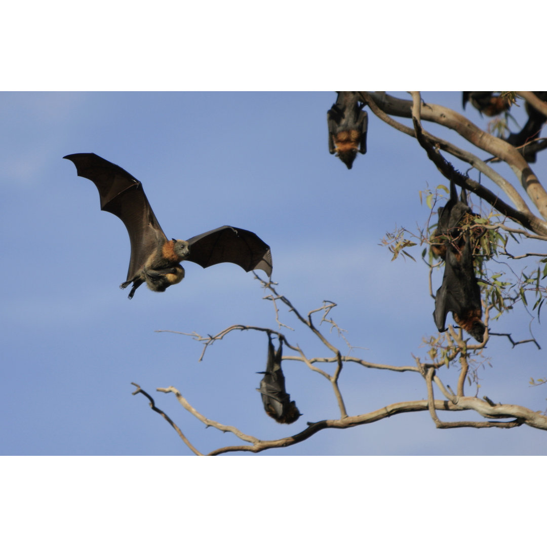 Fliegender Fuchs und Baby von CraigRJD - Kunstdrucke