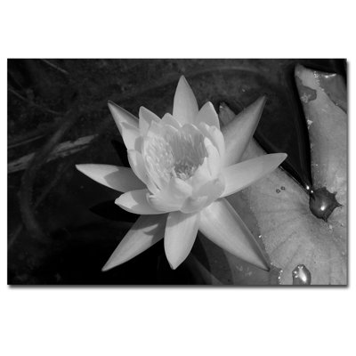 « water lily » par patty tuggle, reproduction de photo sur toile
