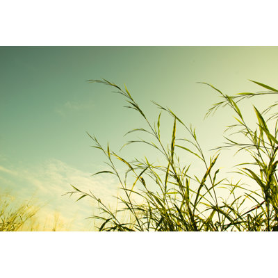 Clump Of Grass And Sky Vintage Filter Style by Ananaline - Wrapped Canvas Print