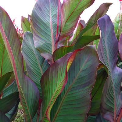 Van Zyverden Giant Cannas World's Tallest Cannas Musifolia Set of 5 Bulbs