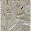 6" x 6" SeaStone Fish Tail Fossil Square Edge Medallion Tile in White