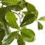 Olive artificielle en pot