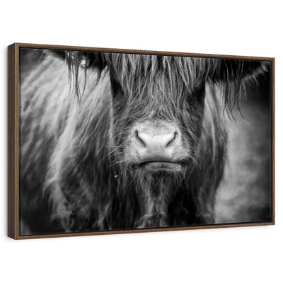 Vache Highland
