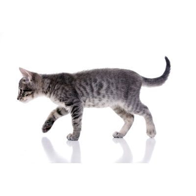 Kitten Walking by Milamphotos
