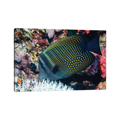 Sailfin Tang Fish - Wall Art Print - Wrapped Canvas