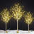 Lighted Trees & Branches