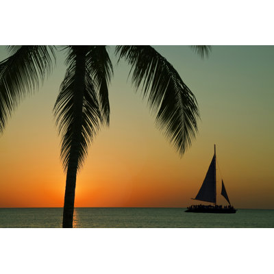 Palm tree