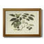 Toile encadrée délicate Botanical III - prête à être accrochée