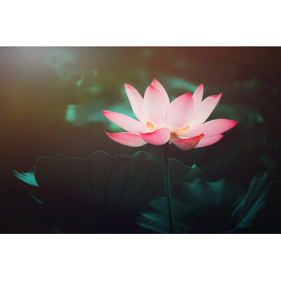 Summer Blooming Lotus by Niuniu - Wrapped Canvas Print