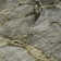 Premium Machine Washable Prisco Taupe Rug