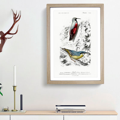 Bird Illustrations PL. 16 by Charles d Orbigny - Framed Print