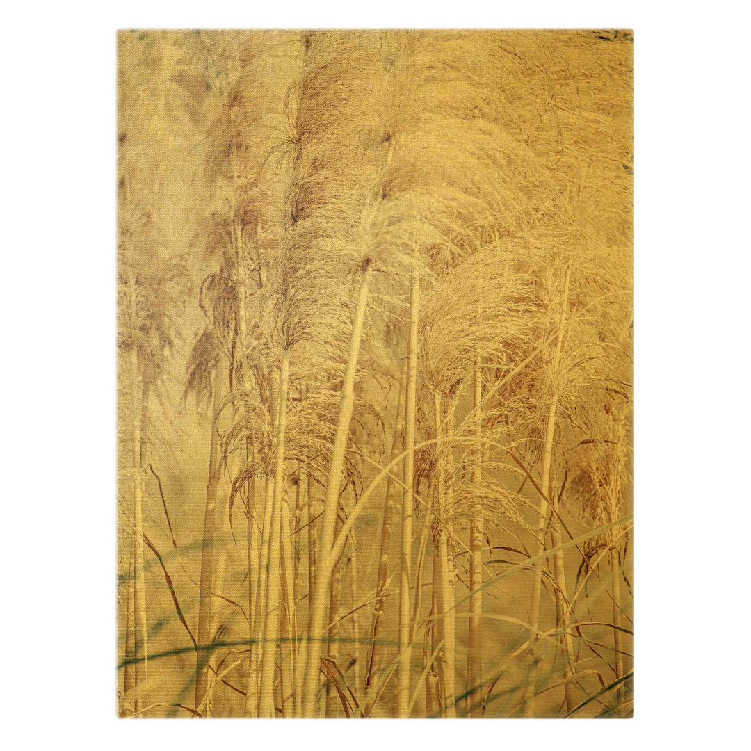 Leinwandbild Warm Pampas Grass in Summer