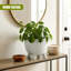 Pot Planter-1997531616-1997531550