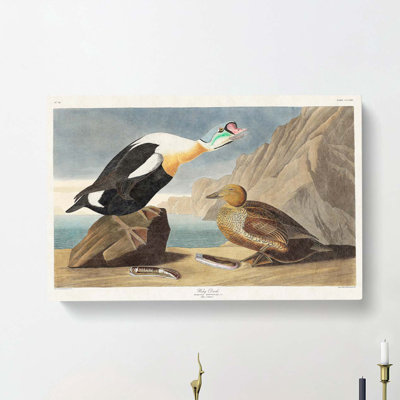 King Duck Bird by John Audubon - Wrapped Canvas