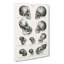 Human, Monkey And Ape Skulls - Wrapped Canvas Print-55310901