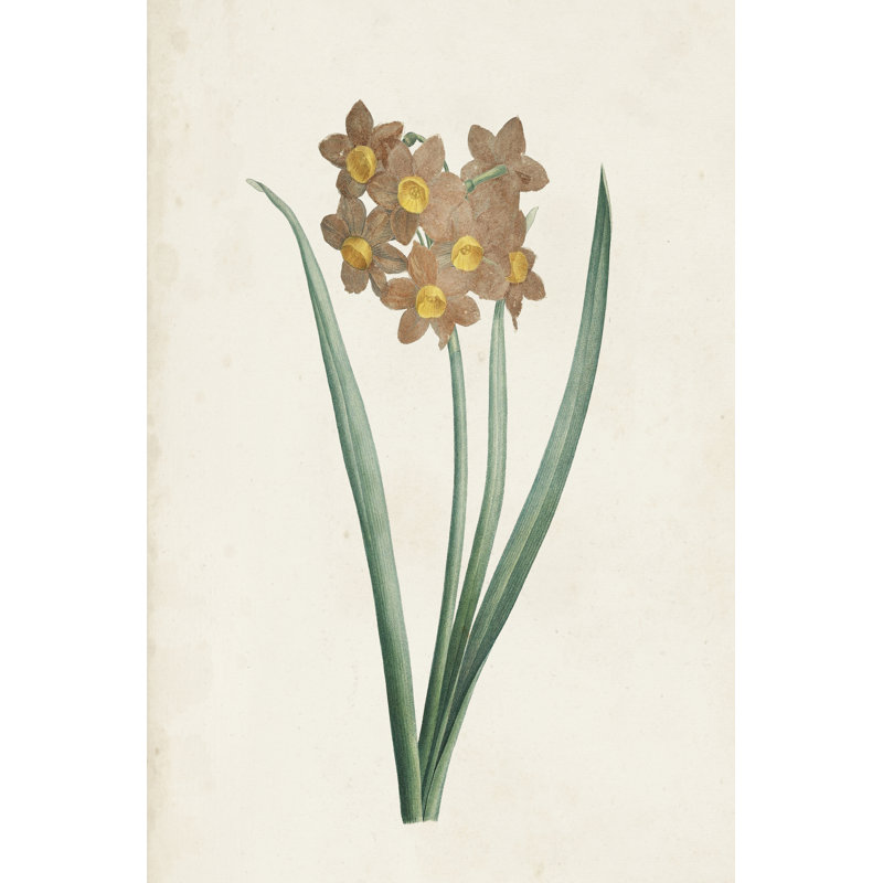 Classic Botanicals VI, H 12 po x l 8 po