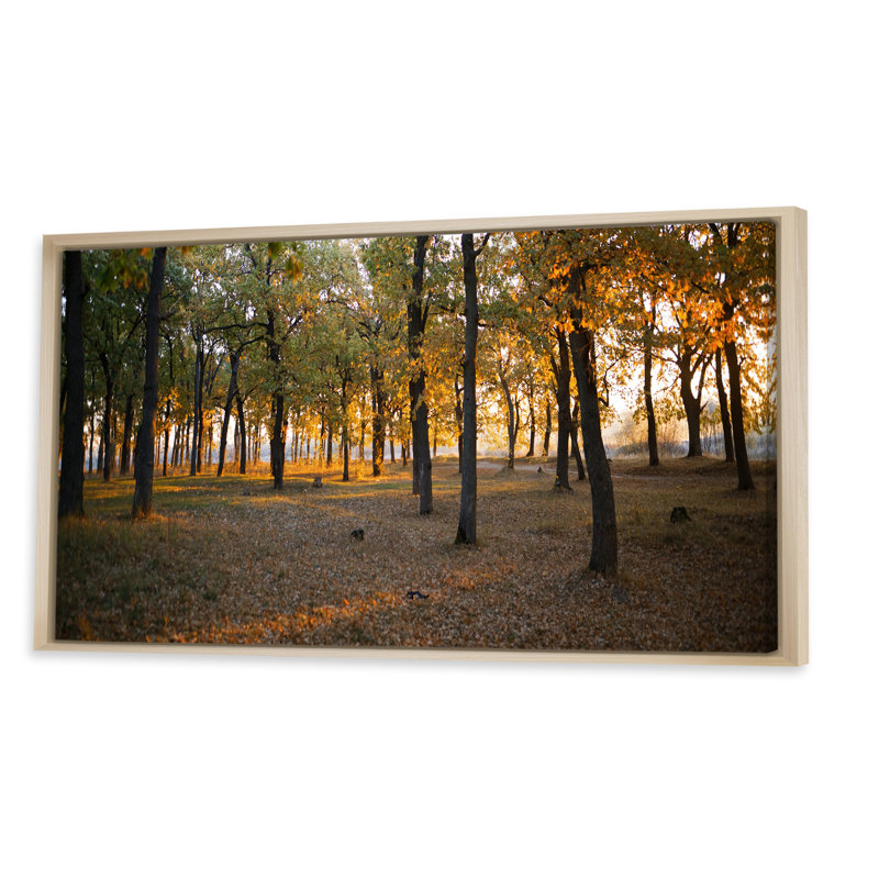 Lever de soleil sur la forêt d'automne - Photographie sur toile, Cadre brun, H 30 po x l 40 po x P 1,5 po