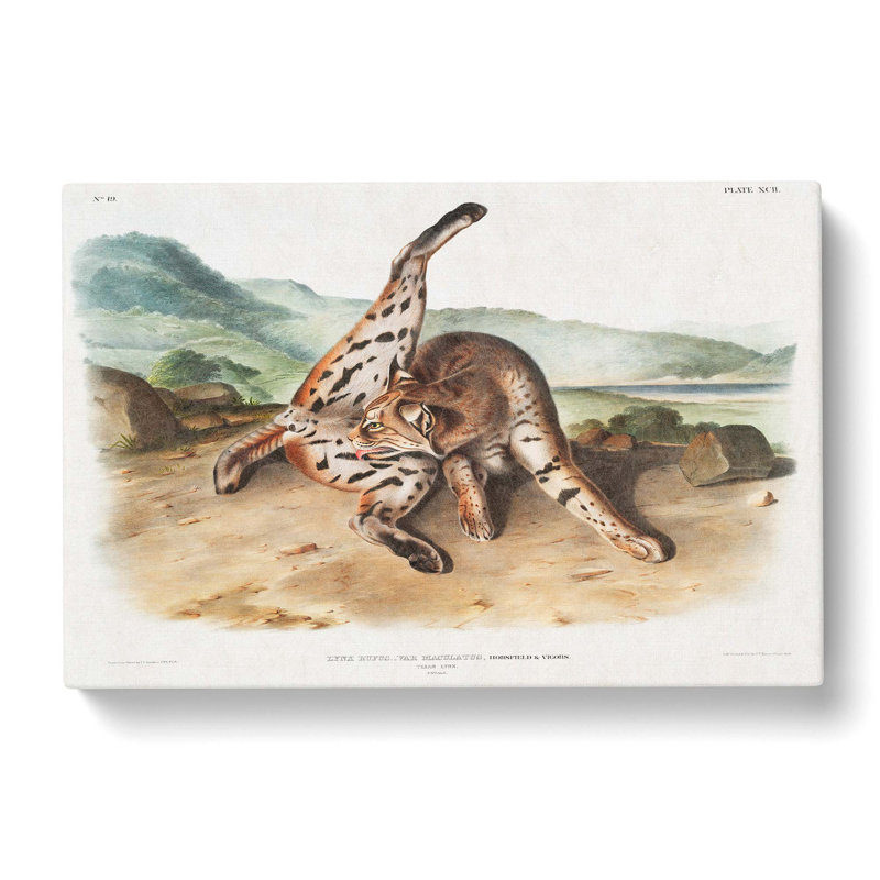 Texan Lynx by J.W. Audubon - Wrapped Canvas, 40cm H x 60cm W x 3cm D