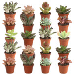 Costa Farms Indoor 20 Assorted Succulents House Plant in 2-inch Grow Pot