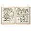 «Sepia Botanical Journal I», reproduction encadrée de qualité supérieure - prête à être accrochée - aucun clou requis - aucun clou requis-1950326692-1950326697