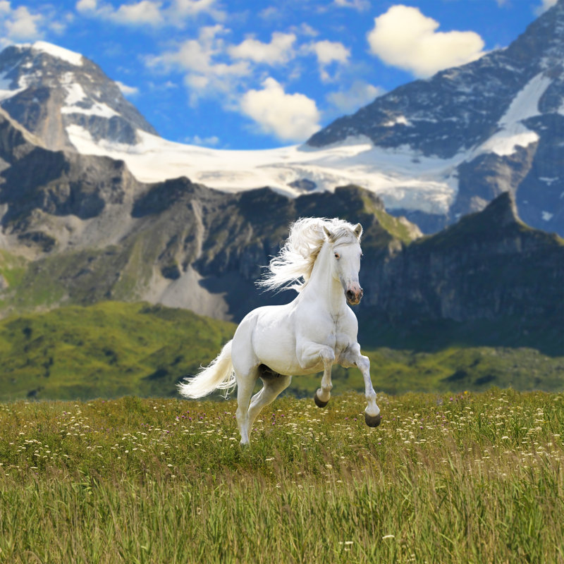 «White Horse Runing» par Vikarus - photographie sur toile tendue, L 12 po x H 12 po