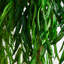 Saule artificiel (touche réelle)-100485926