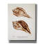  «Sienna Shell Collector 3» par Annie Warren, art mural sur toile, 26 po x 34 po-207576383