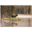 Tapis Moose-81437478