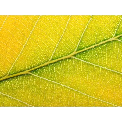 Autumn Leaf Print by Philippe Monthoux