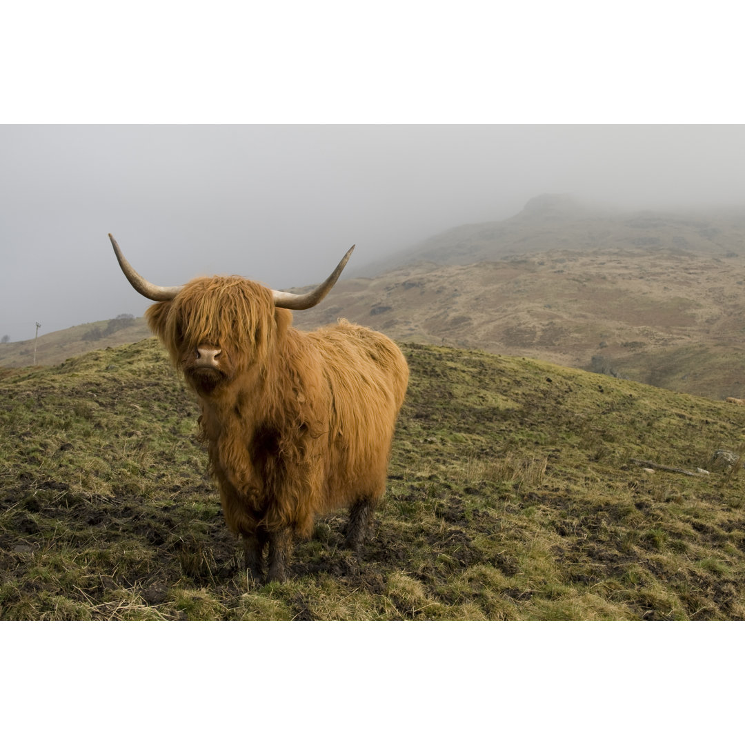 Highland Coo. von Empato - Leinwandbild